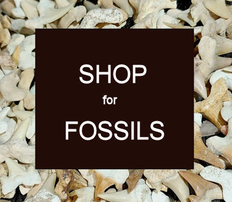 FOSSILS